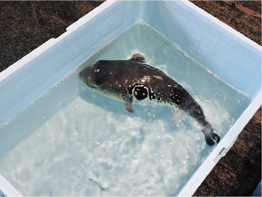 株式会社 魚春水産 いしかわ食のてんこもりナビ 石川県の 地域おこしご当地グルメ ポータルサイト